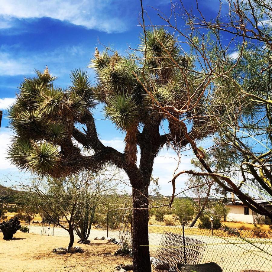 Popular Homestead! Location, Stargaze, Views! Joshua Tree Eksteriør billede